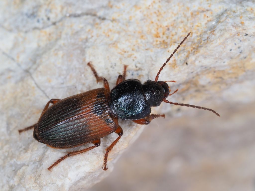 Gynandromorphus etruscus?  S !